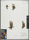Foto von Salix serpyllifolia Scop.